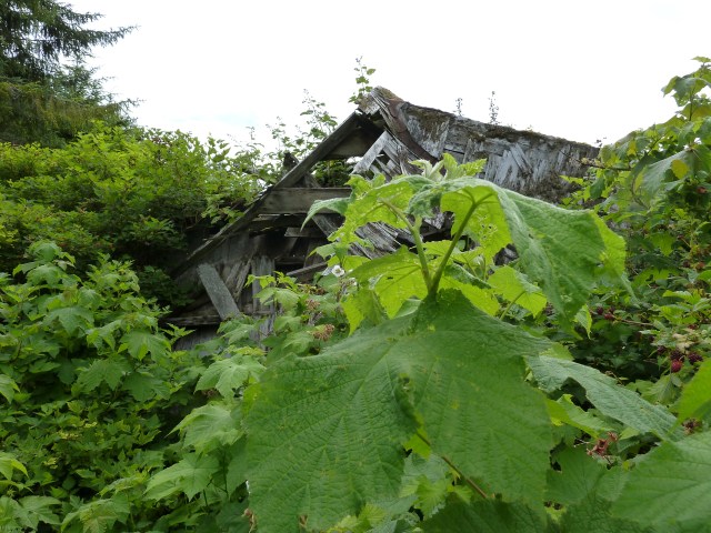 Bushes and nettle guard the ruins