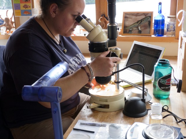 finding sea lice on smolts