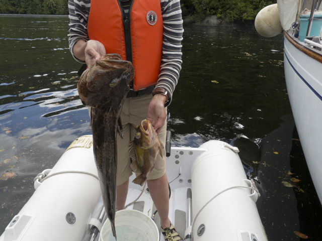Lingcod and rockfish