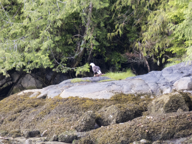 Eagle lingcod Viner Sound