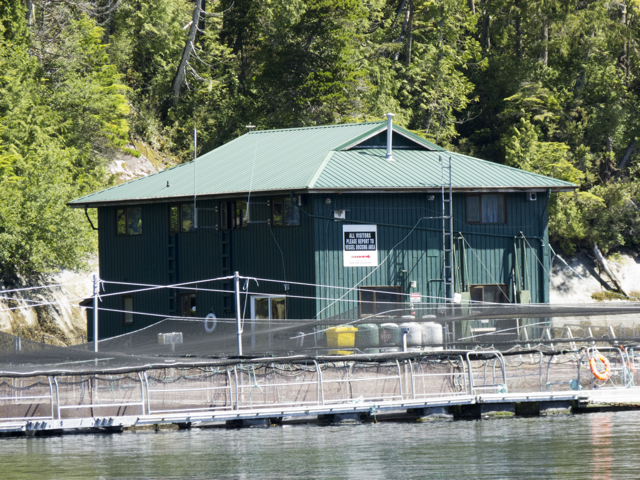 Fish Farm, Tribune Channel