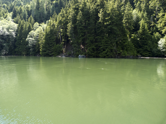 Algae in Sargeaunt Passage