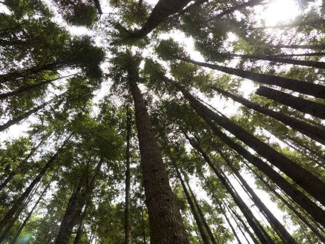 Tall trees Mound Island