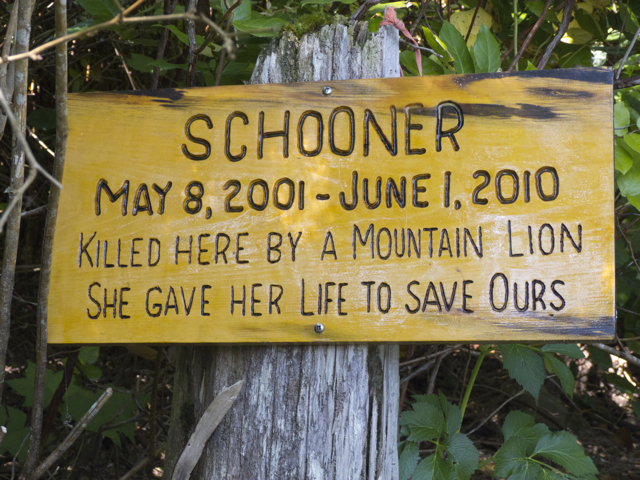 dog killed by cougar