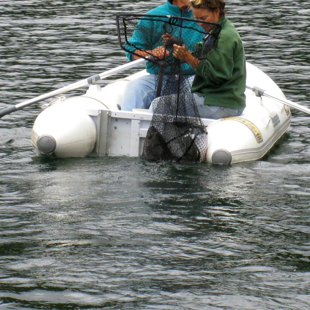 carrying halibut ashore