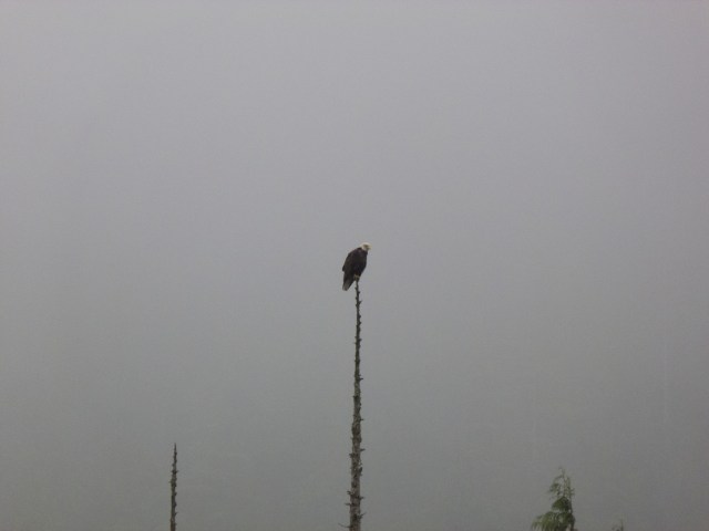 Eagle on a silver snag