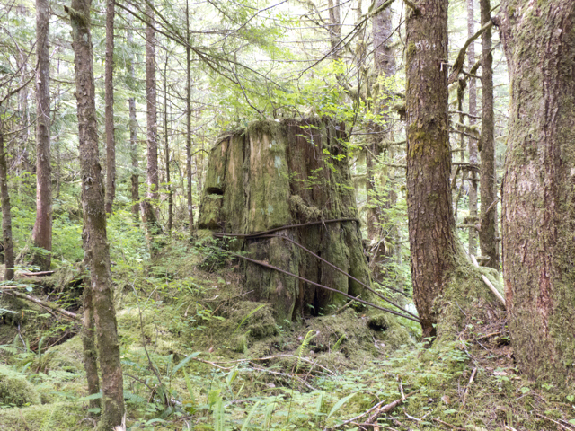 P1090379 Butedale forestry