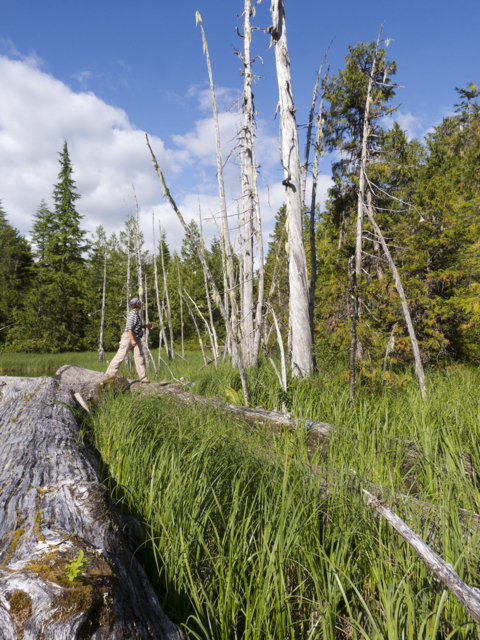 P1090439 Butedale lake silver snags