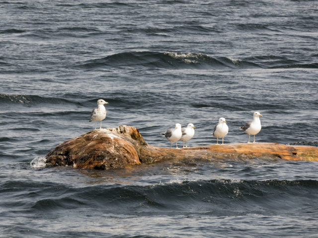 gulls on log