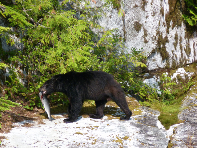male black bear