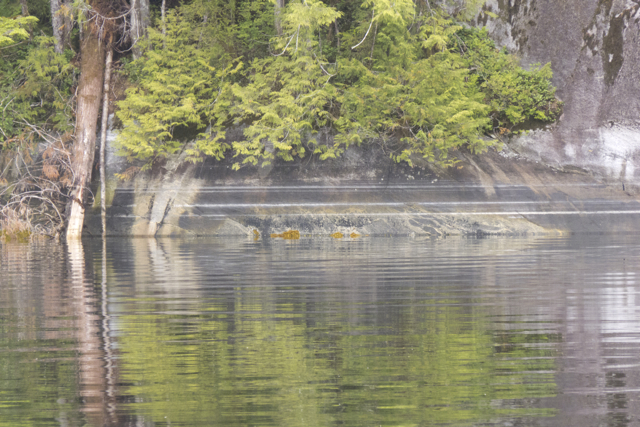 reflection Klewnuggit