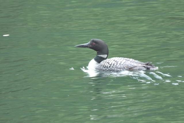 Loon