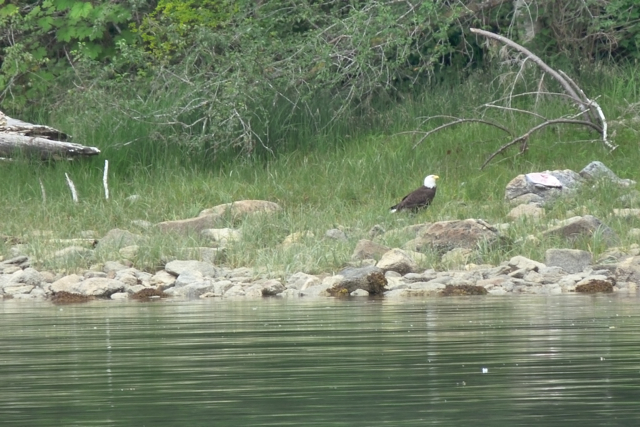 Eagle halibut carcass