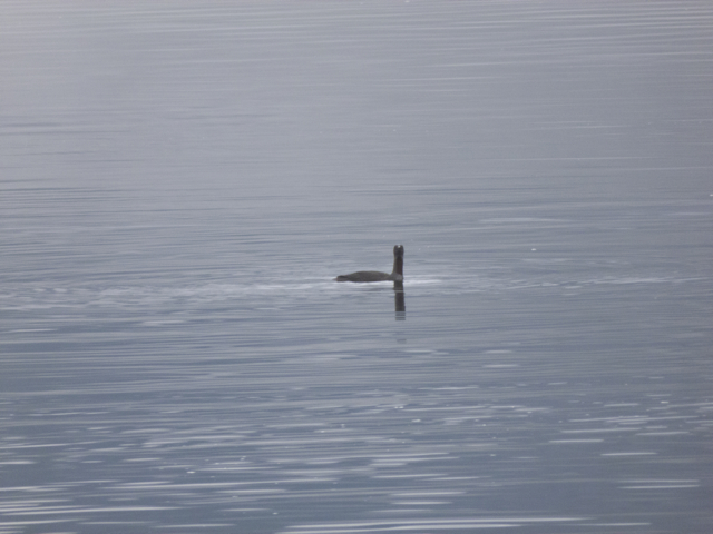 Red throated loon