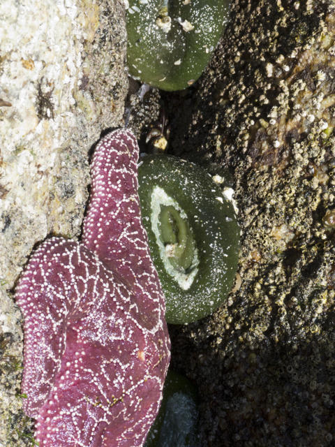 sea star with aggregating anenome