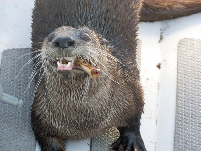 otter eating crab 1