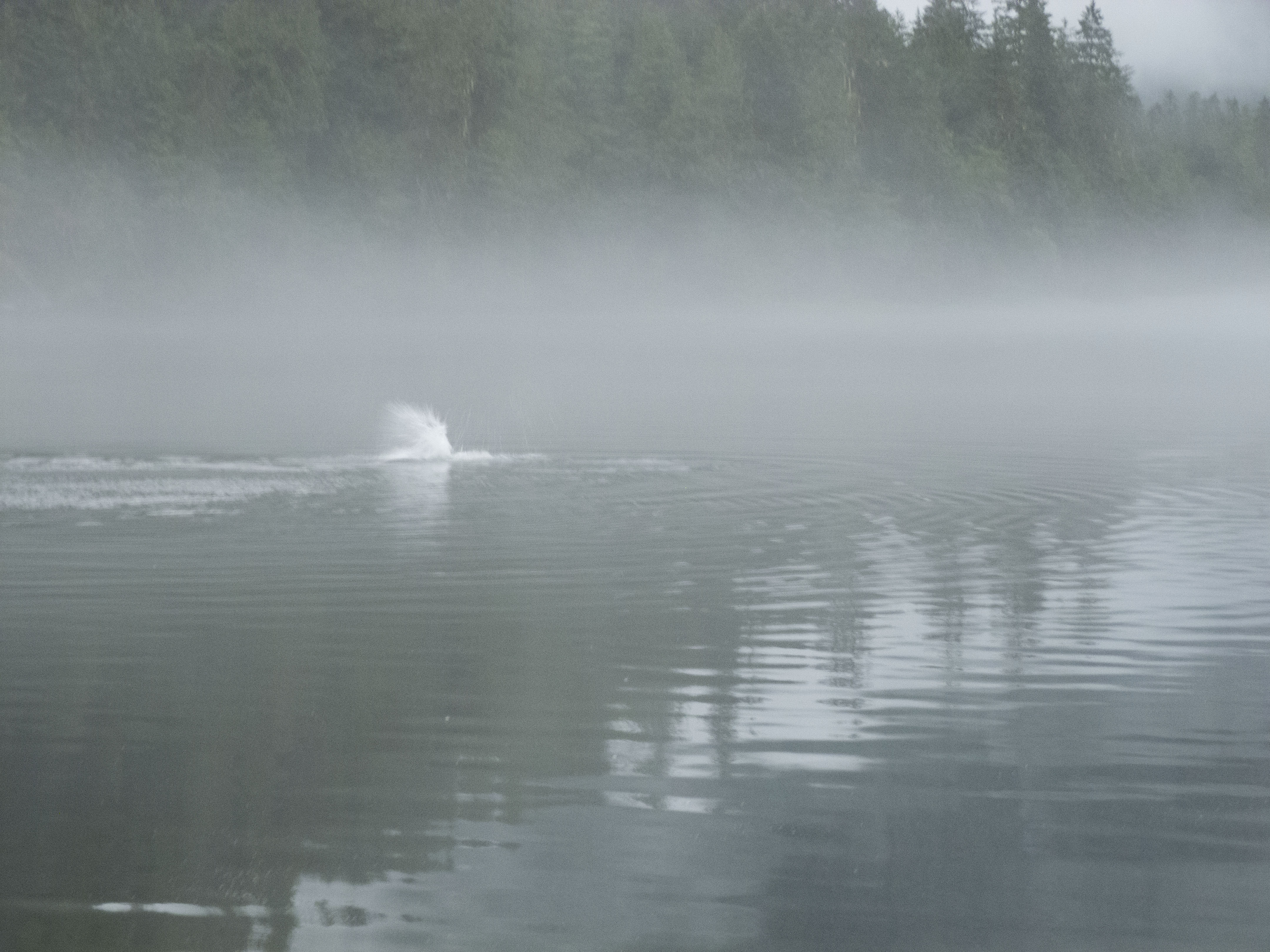 something goes splash