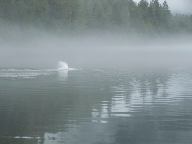 something goes splash